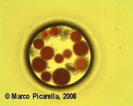 Haematococcus sp.